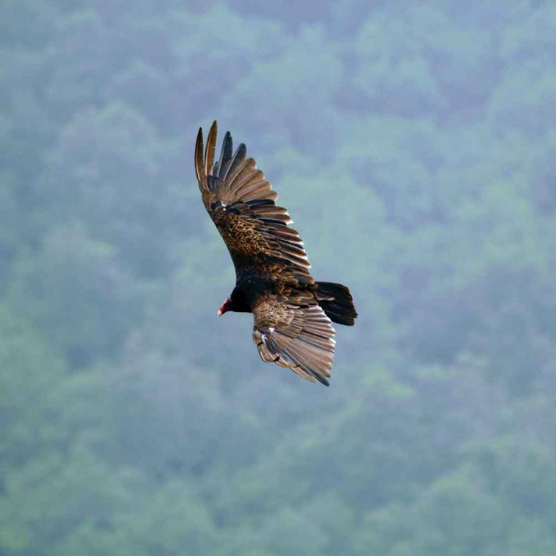 The Entrepreneurial Identity